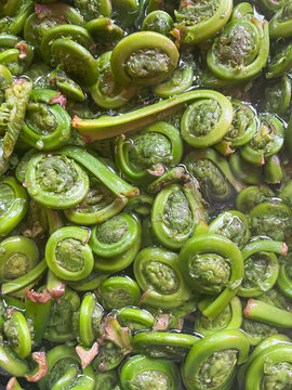 Fiddlehead ferns cooking in a pan on the stove top