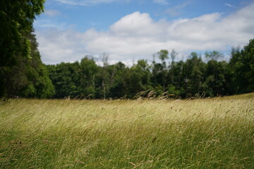 Close up of grass in a meadow