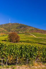 Fototapeta na wymiar Autumn vineyard and Tokaji-hegy (513 m), Tokaj region, Great Plain and North, Hungary