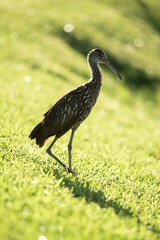Limpkin bird at the edge of a lake in Fort Lauderdale, Florida