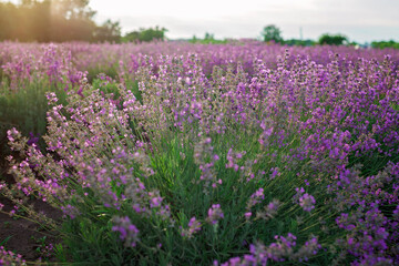 Fototapeta na wymiar A bush of lavender at lavender field. Purple flowers on the beautiful sunset. Calm landscape, escape to beauty of nature, summer travel and vacation
