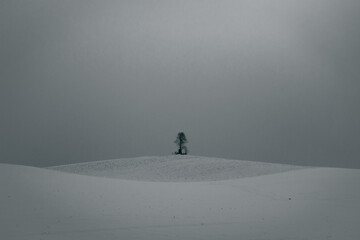 Fototapeta na wymiar Tree on a hill in winter, black and white.