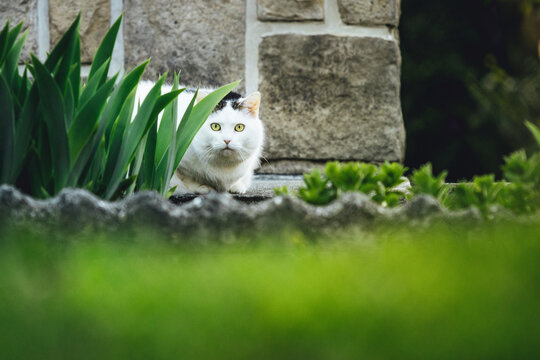 Sneaky Cat In The Garden