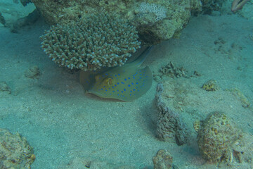 Blue-spotted stingray On the seabed in the Red Sea
