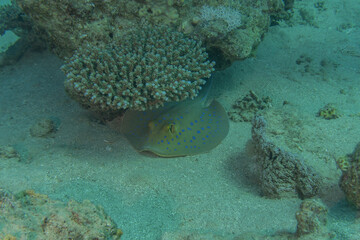 Naklejka na ściany i meble Blue-spotted stingray On the seabed in the Red Sea 