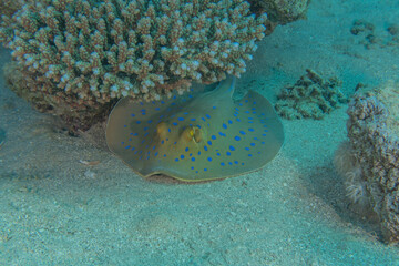 Blue-spotted stingray On the seabed in the Red Sea
