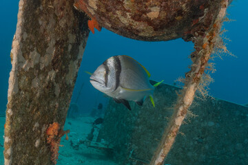 Fish swim at the Tubbataha Reefs Philippines
