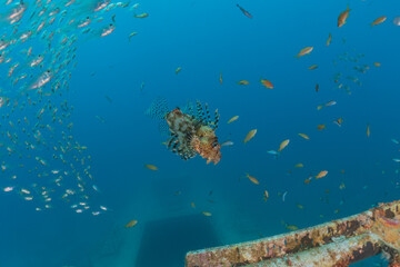 Fototapeta na wymiar Lion fish in the Red Sea colorful fish, Eilat Israel 