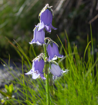 Natural summer background. Campanula barbata flowers in the middle of the high altitude meadow. Particular light.