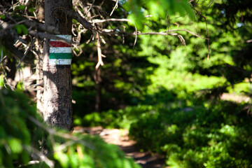 Forest summer, hiking trail sign at park tree. Green nature background, mountain hike, environment, outdoor concept
