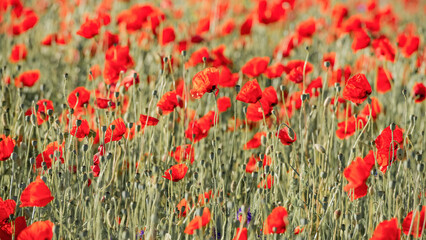 Field of scarlet poppies in the meadow