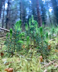 Sitka spruce saplings 