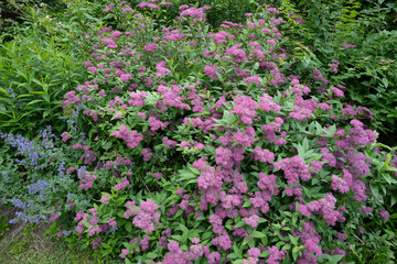 Close-up view of pink and blue flowers at the roadside