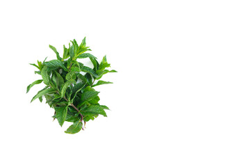Mint leaves on white background.
