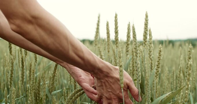 Woman hand touch wheat spikelet in the field. Hand farmer is touching ears of wheat, inspecting her harvest