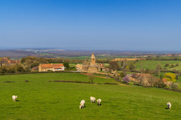 Fototapeta premium Spring landscape with cows and eglise Notre Dame de Lancharre, Bourgogne, France