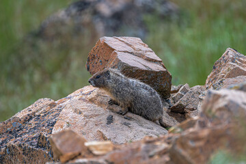 Yellow-bellied Marmot (Marmota flaviventris) on Steptoe Butte