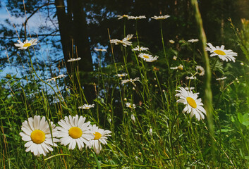 field of daisies by the lake