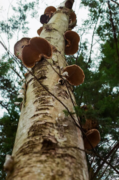 A birch tree covered in mushrooms in the forest