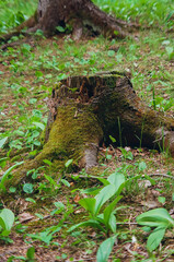  the mossy stump of a tree in the forest