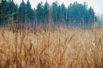 An autumn meadow in Bronte Provincial Park, Oakville, Ontario, Canada