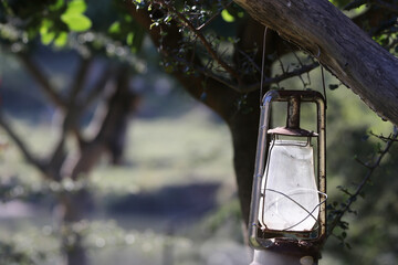 lantern in the garden