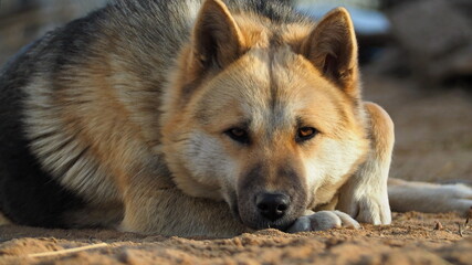 Pet portraits. Close-up portrait of a pensive husky with beautiful eyes. Leningrad region, Russia.