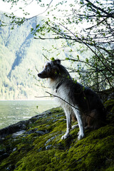 Australian Shepard on mossy green rocks on the lakeside