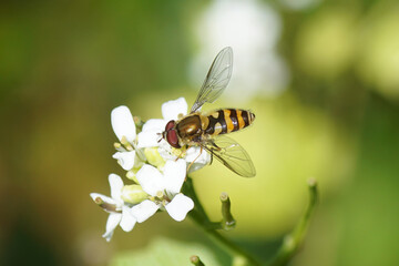 Close up Male hoverfly Syrphus, maybe Syrphus vitripennis, family Syrphidae on blurred white flowers of garlic mustard (Alliaria petiolata). June, faded Dutch garden.