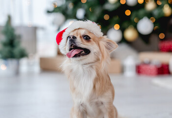 Chihuahua dog in santa hat beside christmas tree