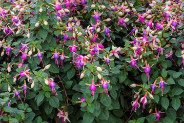 Fototapeta na wymiar Fuchsia, flowering plants that consists of shrubs or small trees with very decorative flowers
