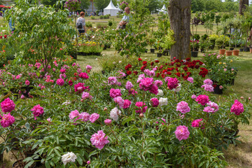 Perfect blooming bunches of peonies in the park
