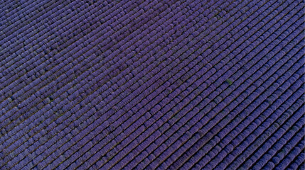 Wonderful lavender fields near Chirpan, Bulgaria