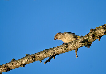 Single sparrow on dry acacia tree