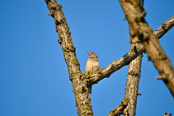 Single sparrow on dry acacia tree