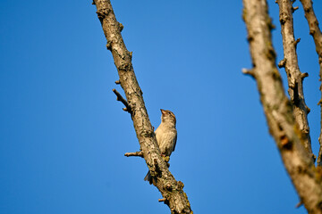 Single sparrow on dry acacia tree