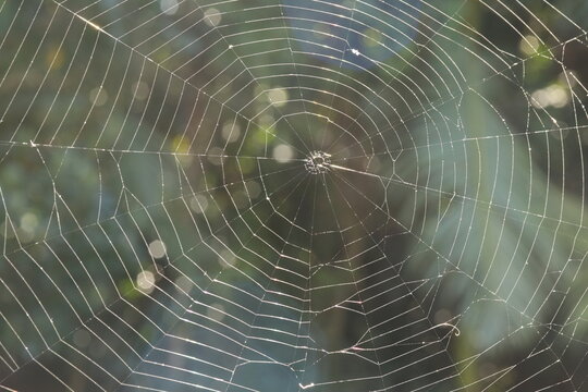 Teia de Aranha / Cobweb / Spider