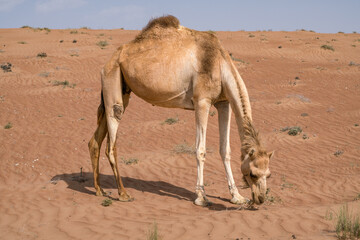 Detail shot of Camelus dromedarius,Arabian, or also dromedary camel feeding on bushes on a hot day in the desert of Wahiba Sands, Oman. Majestic desert animals of Arabia. Nomadic life, nomadic animal.