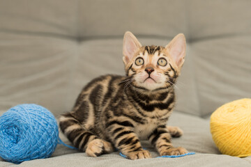 Fototapeta premium A tabby cat plays with a yellow and blue ball, skeins of thread on a gray bed. Little curious kitten lies on a gray blanket