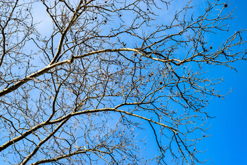 branches of a tree