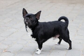 Little black dog on the pavement