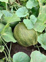 melon on the ground in the garden