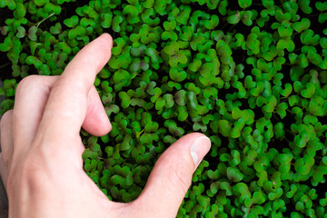 Naklejka na ściany i meble Woman hand collecting fresh micro greens of mitsuna sprouts. Concept of healthy food, indoor gardening, balcony garden. 