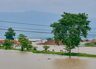 Cattle stranded amidst flood waters in Assam, India