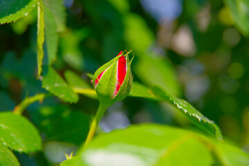 Bud of a red rose in a city park.