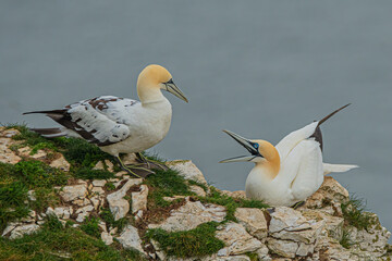 Warding off the neighbours