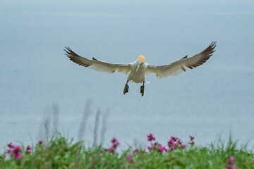 Gannet Landing