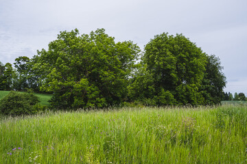 Obraz premium ash trees at former skreiabanen railway, toten, norway