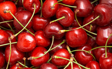 red cherry just plucked from the tree