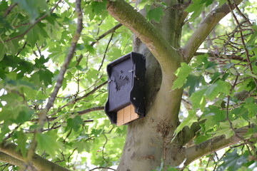 Nichoir noir  a chauve souris accroché dans un arbre 